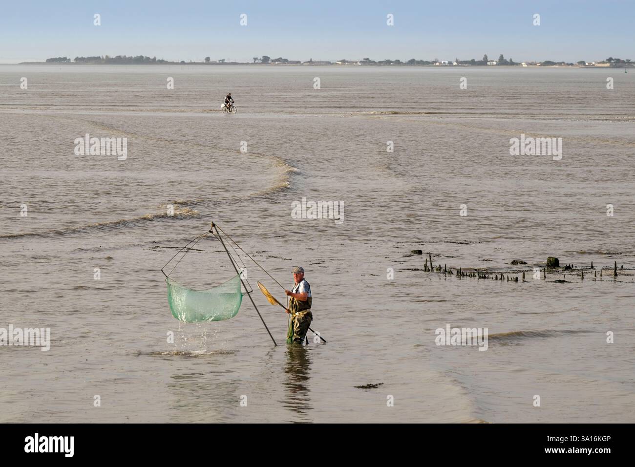 Francia, Charente Maritime, Port-des-Barques, pescatore di reti a mano e ciclista che utilizzano il tombolo Passe aux Boeufs che collega il continente all'Ile Madame con l'aumento della marea sullo sfondo Foto Stock