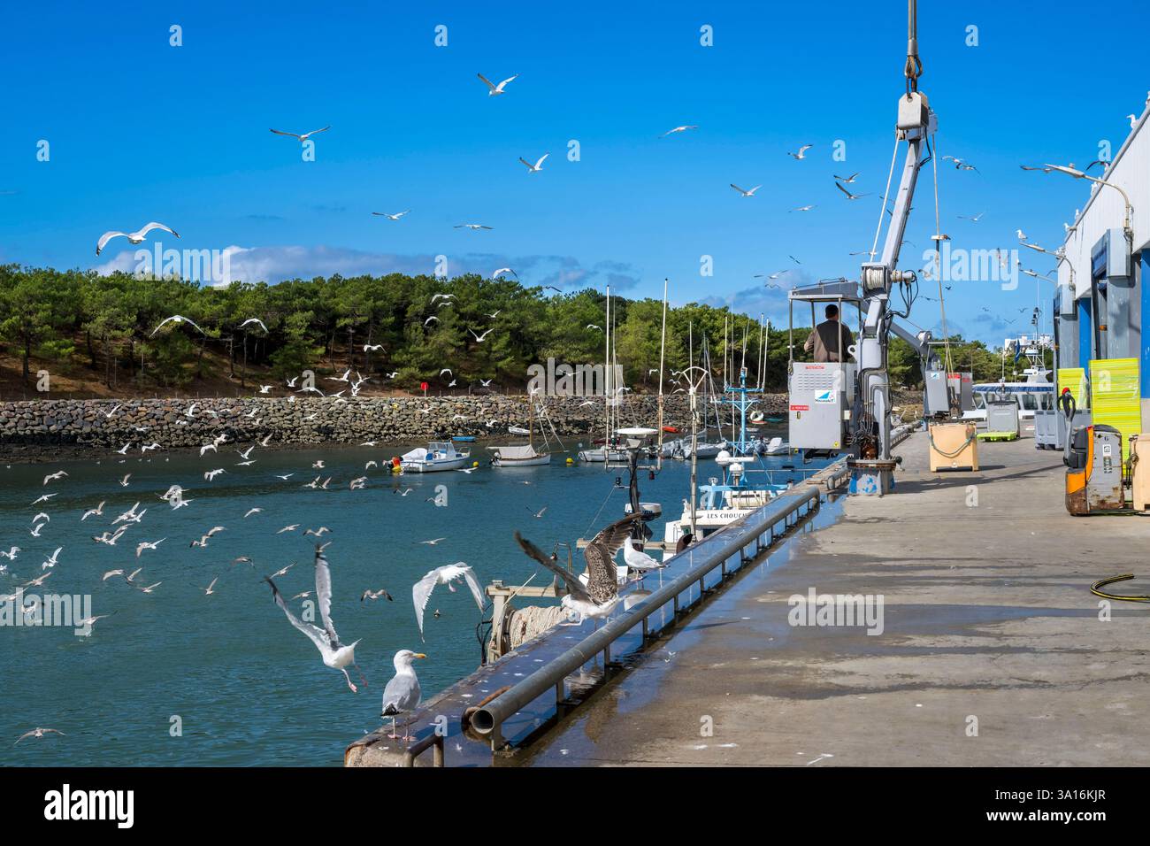 Francia, Vandea, Saint Gilles Croix de vie, barca al molo presso il mercato del pesce del porto di pesca Foto Stock