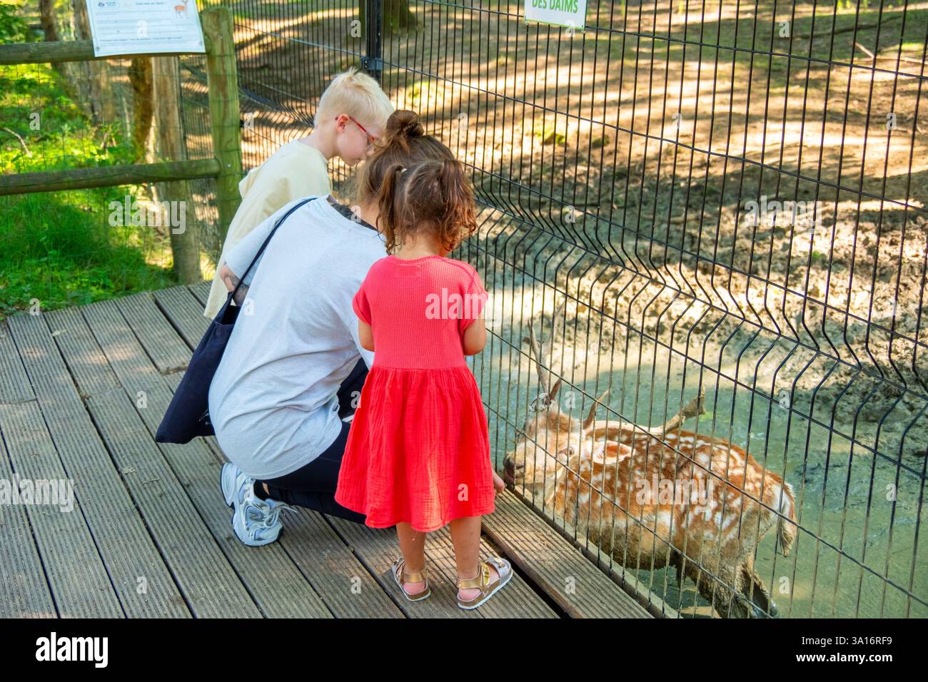 Francia, Senna e Marna, Ferolles Attilly, zoo Attilly, Doe Foto Stock
