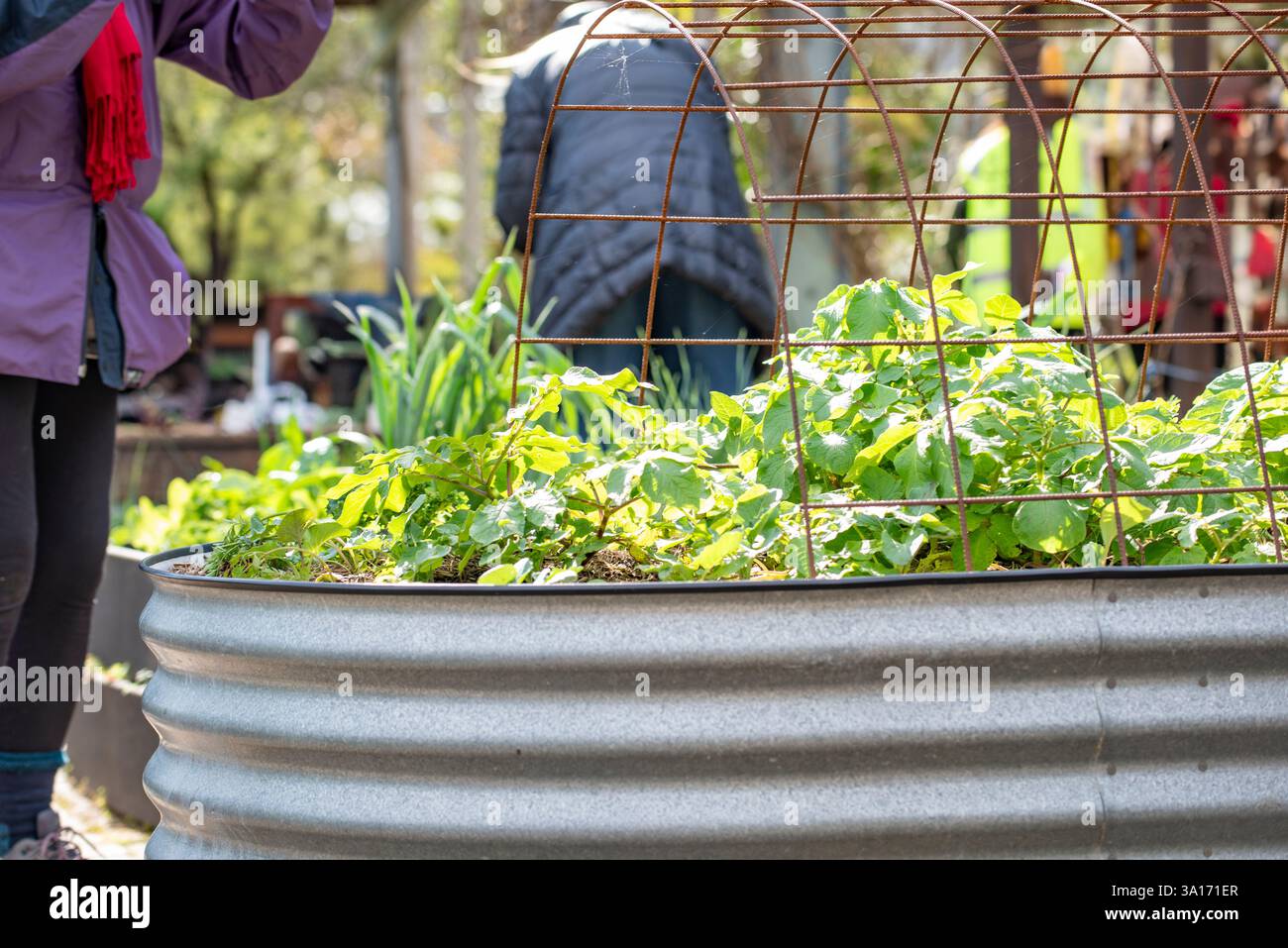 Un letto da giardino in ferro galvanizzato rialzato con erbe e verdure che crescono in un giardino comunitario a Sydney, Australia Foto Stock