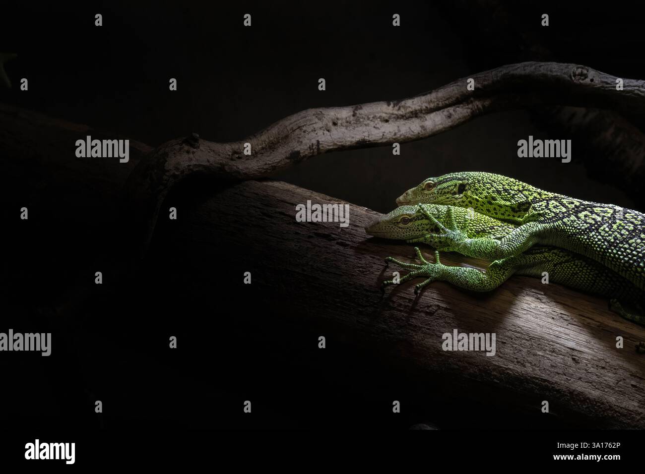 Testa del monitor dell'albero di smeraldo (Varanus prasinus). Lucertola arborea della famiglia Varanidae Foto Stock