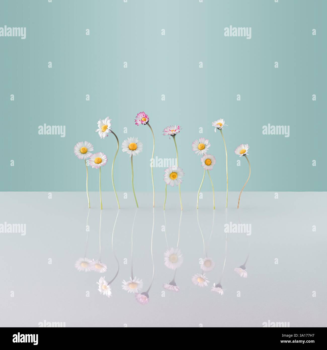 Sfondo minimalista Daisies Floral Elegance Foto Stock