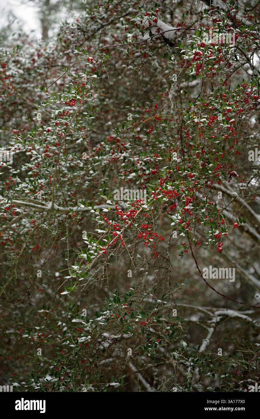 Frutti rossi ricoperti di neve e verde vegetazione in un ambiente invernale sereno Foto Stock Frutti rossi ricoperti di neve e verde vegetazione in un ambiente invernale sereno Foto Stock