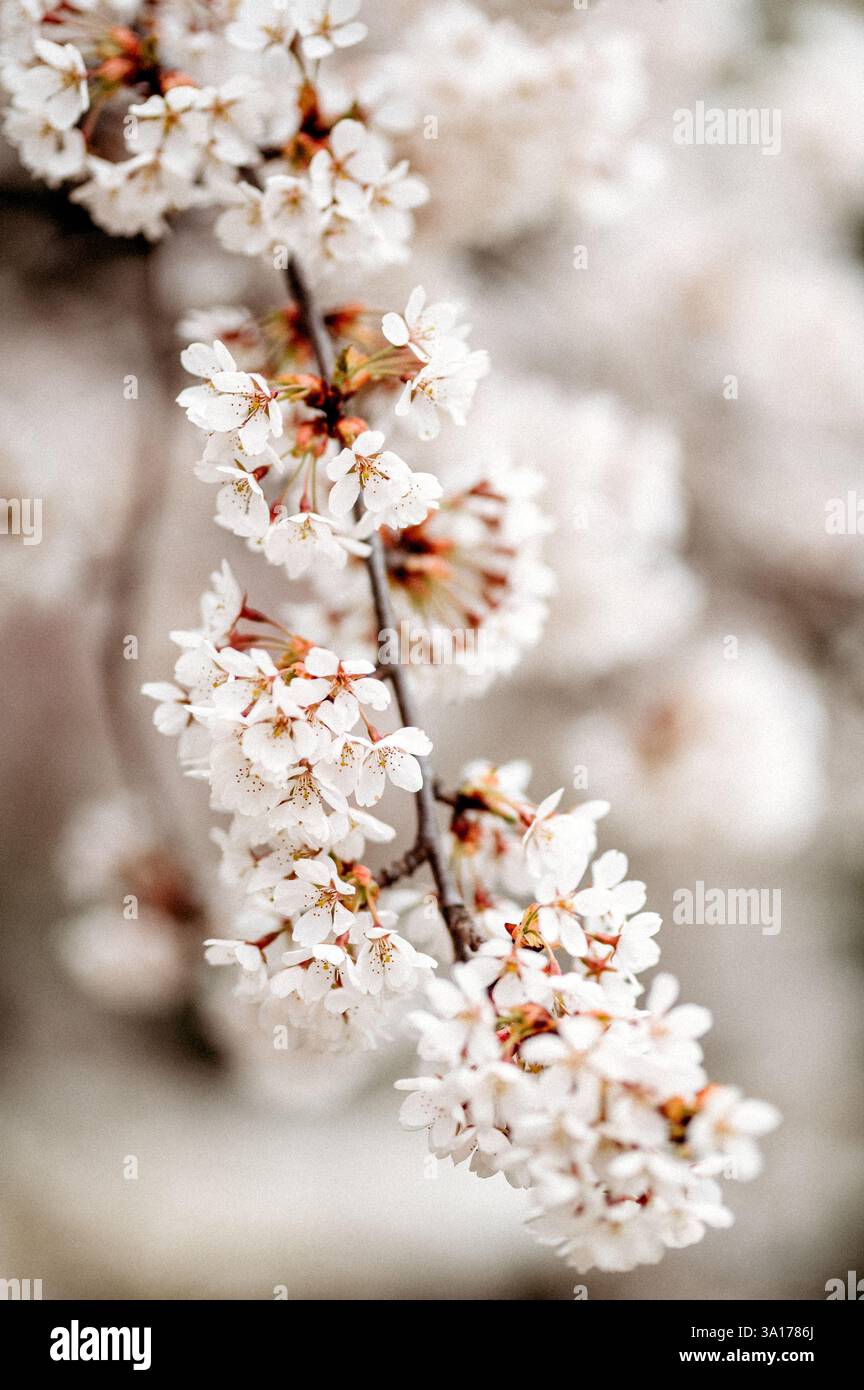 Macro shot di ciliegi bianchi in fiore su un ramo Foto Stock