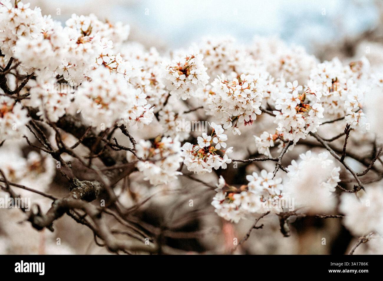 Ciliegio in primavera con rami ricoperti di fiori bianchi Foto Stock