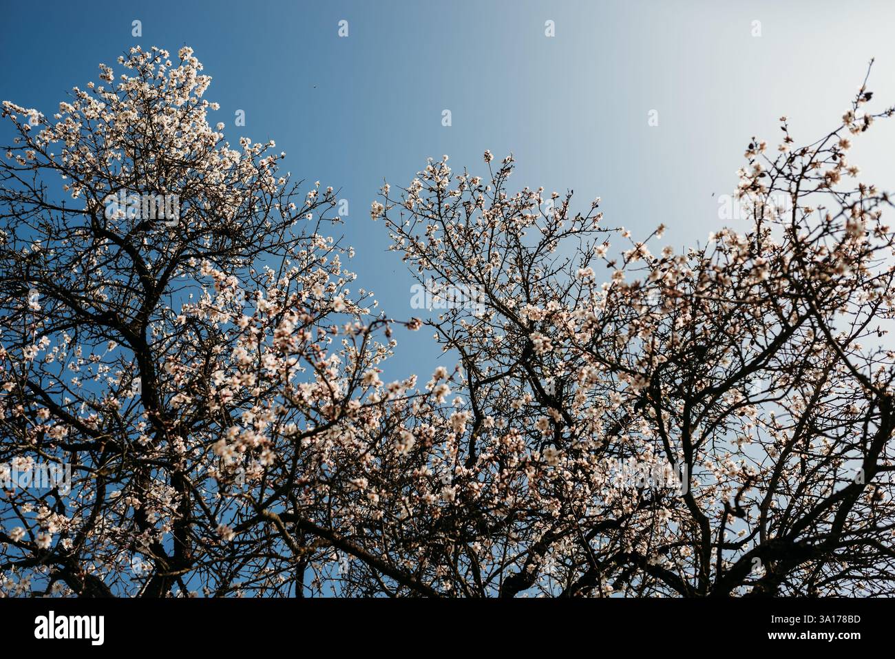 Un mandorlo fiorito al caldo sole primaverile Foto Stock