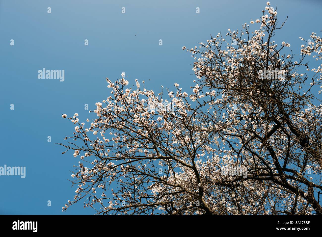 Mandorlo in fiore in primavera Foto Stock