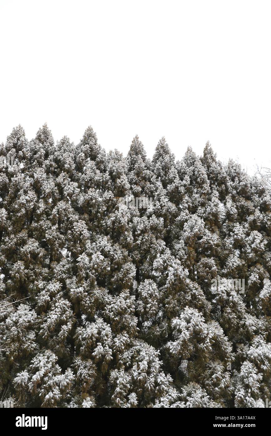 Parete geometrica innevata di cedro giapponese e cielo bianco Foto Stock