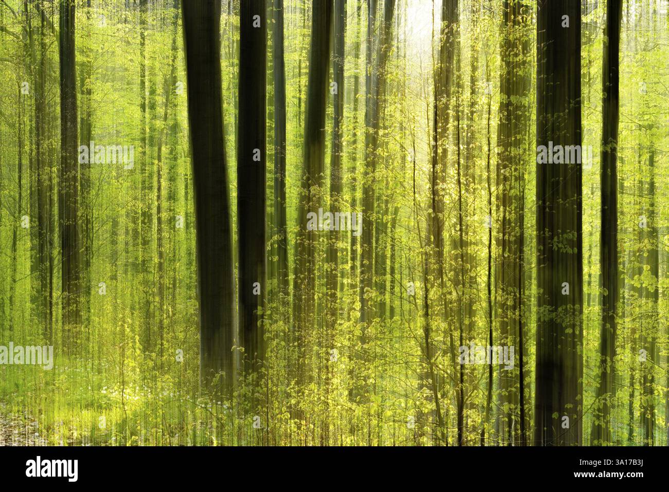 Studio forestale con esposizioni multiple, sfocatura del movimento e elaborazione digitale, foresta decidua in primavera, Sassonia-Anhalt, Germania, Europa Foto Stock