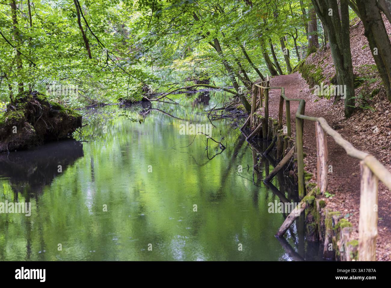 Schlaube nella romantica valle di Schlaubetal, nel distretto di Oder-Spree, Brandeburgo, Germania, Europa Foto Stock