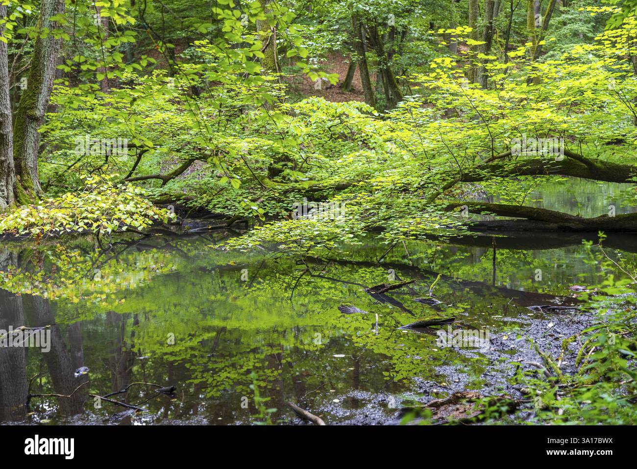 Schlaube nella romantica valle di Schlaubetal, nel distretto di Oder-Spree, Brandeburgo, Germania, Europa Foto Stock