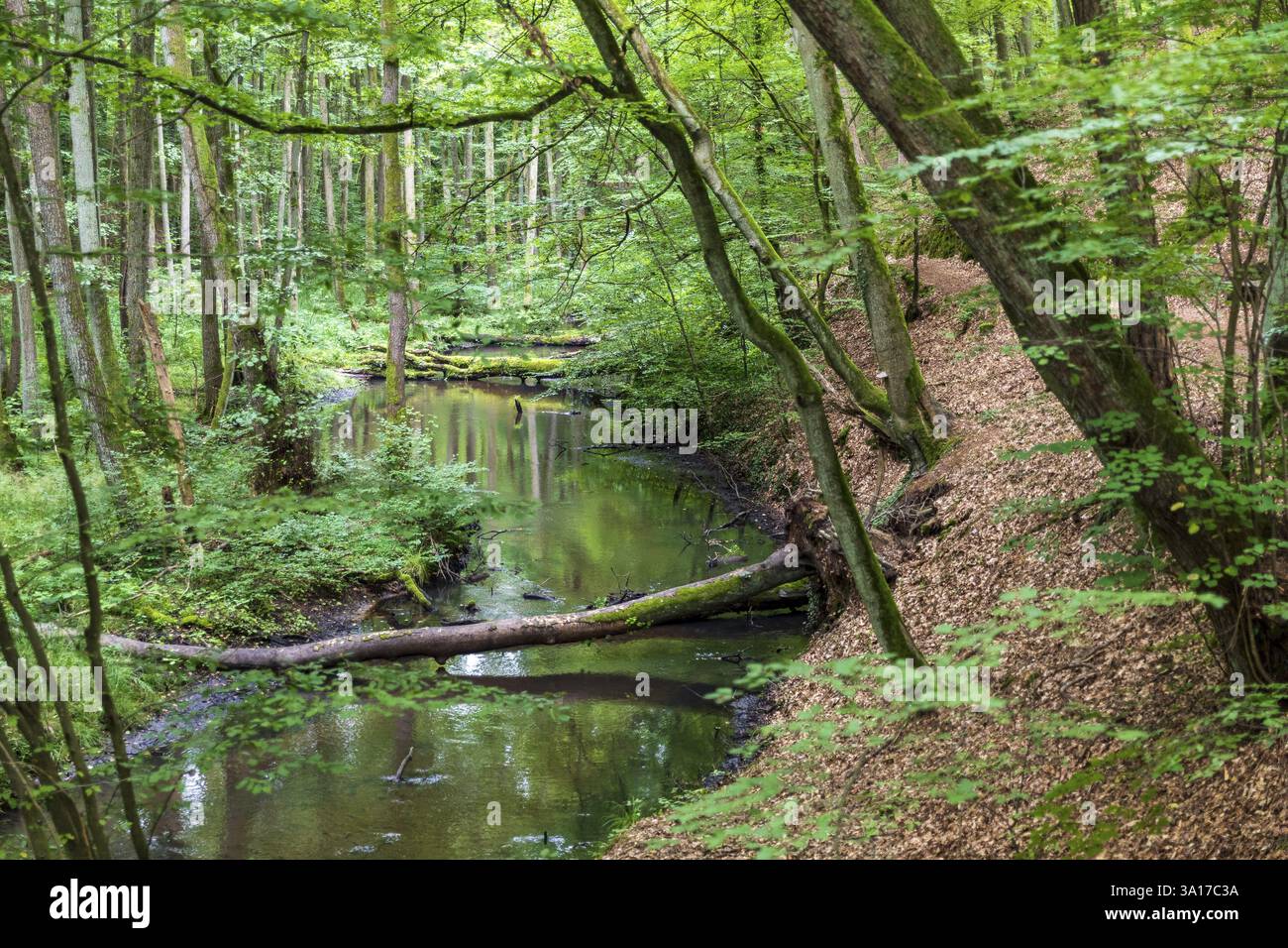 Schlaube nella romantica valle di Schlaubetal, nel distretto di Oder-Spree, Brandeburgo, Germania, Europa Foto Stock