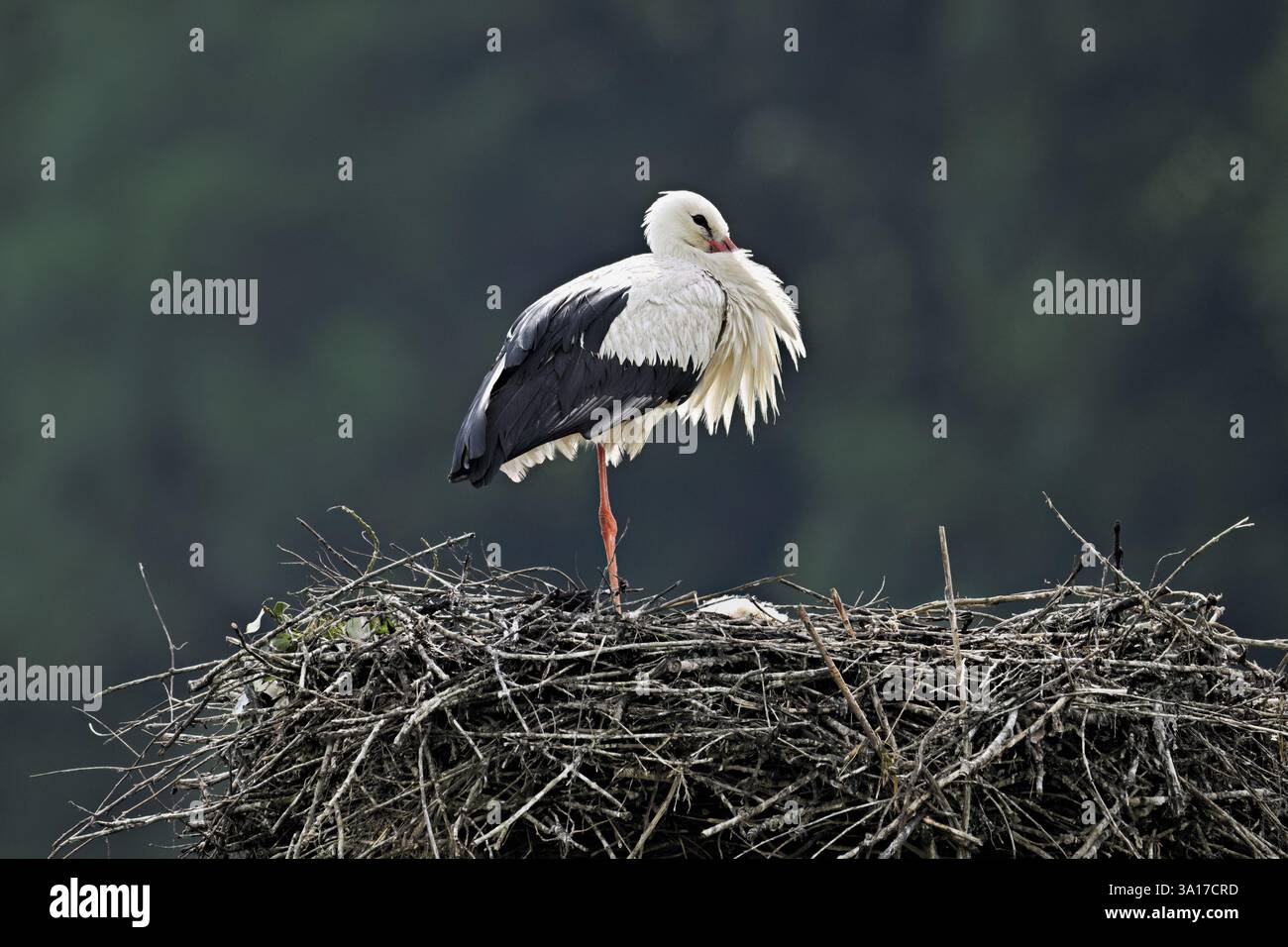 Cicogna bianca (Ciconia ciconia), in piedi su eyrie, Canton Argovia, Svizzera, Europa Foto Stock