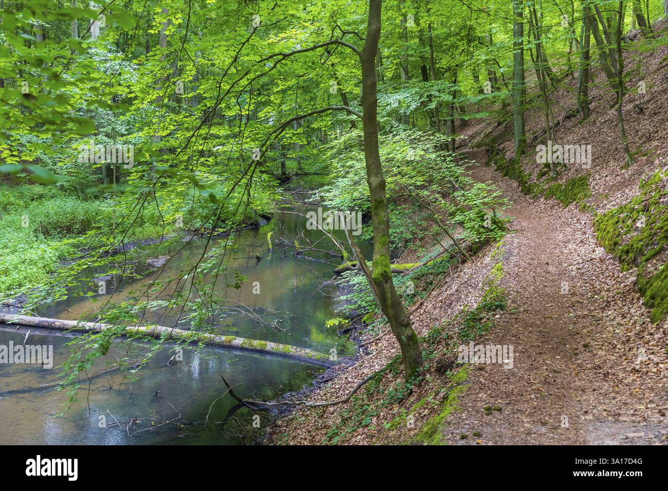 Schlaube nella romantica valle di Schlaubetal, nel distretto di Oder-Spree, Brandeburgo, Germania, Europa Foto Stock
