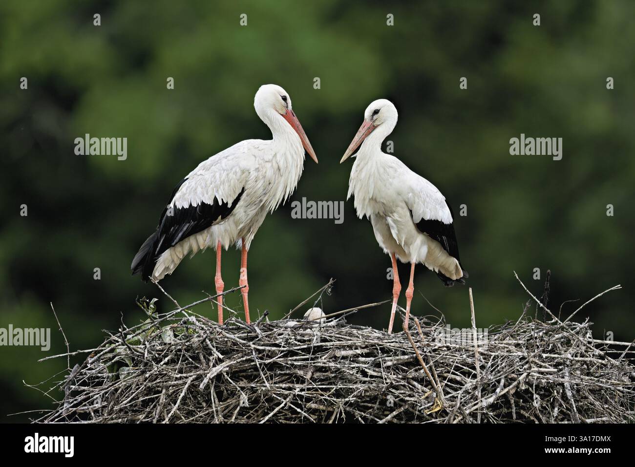 Cicogne bianche (Ciconia ciconia), coppia in piedi su eyrie, Canton Argovia, Svizzera, Europa Foto Stock