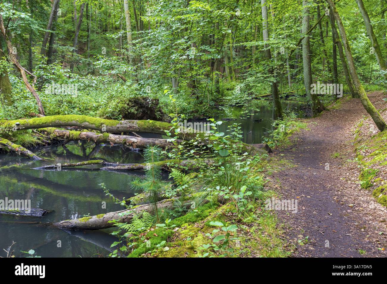 Schlaube nella romantica valle di Schlaubetal, nel distretto di Oder-Spree, Brandeburgo, Germania, Europa Foto Stock