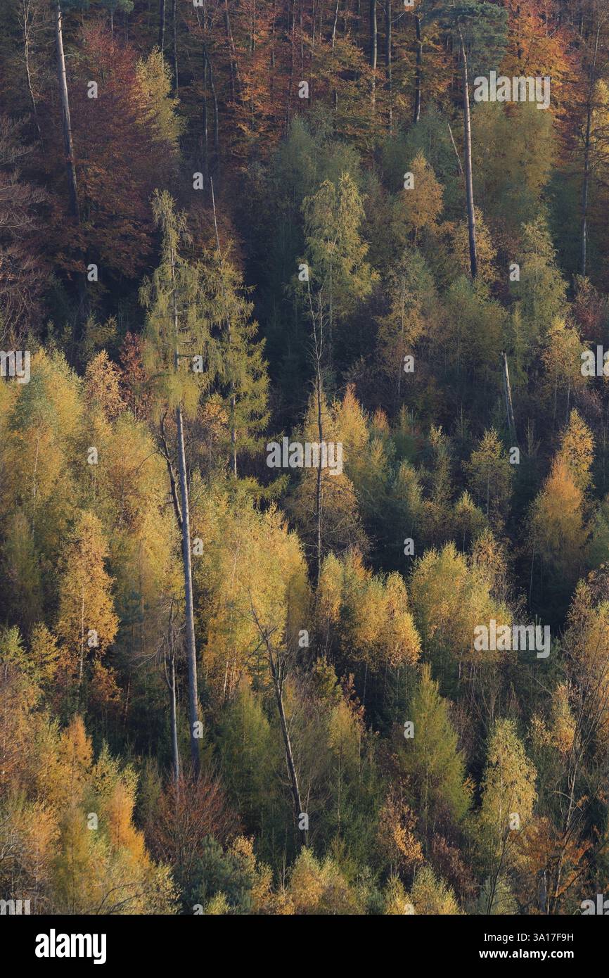 Ottobre d'oro nella foresta di Lemberg, Hall Forest, Swabian-Franconian Forest Nature Park, Schwaebisch Hall, Michelfeld, Germania, Europa Foto Stock