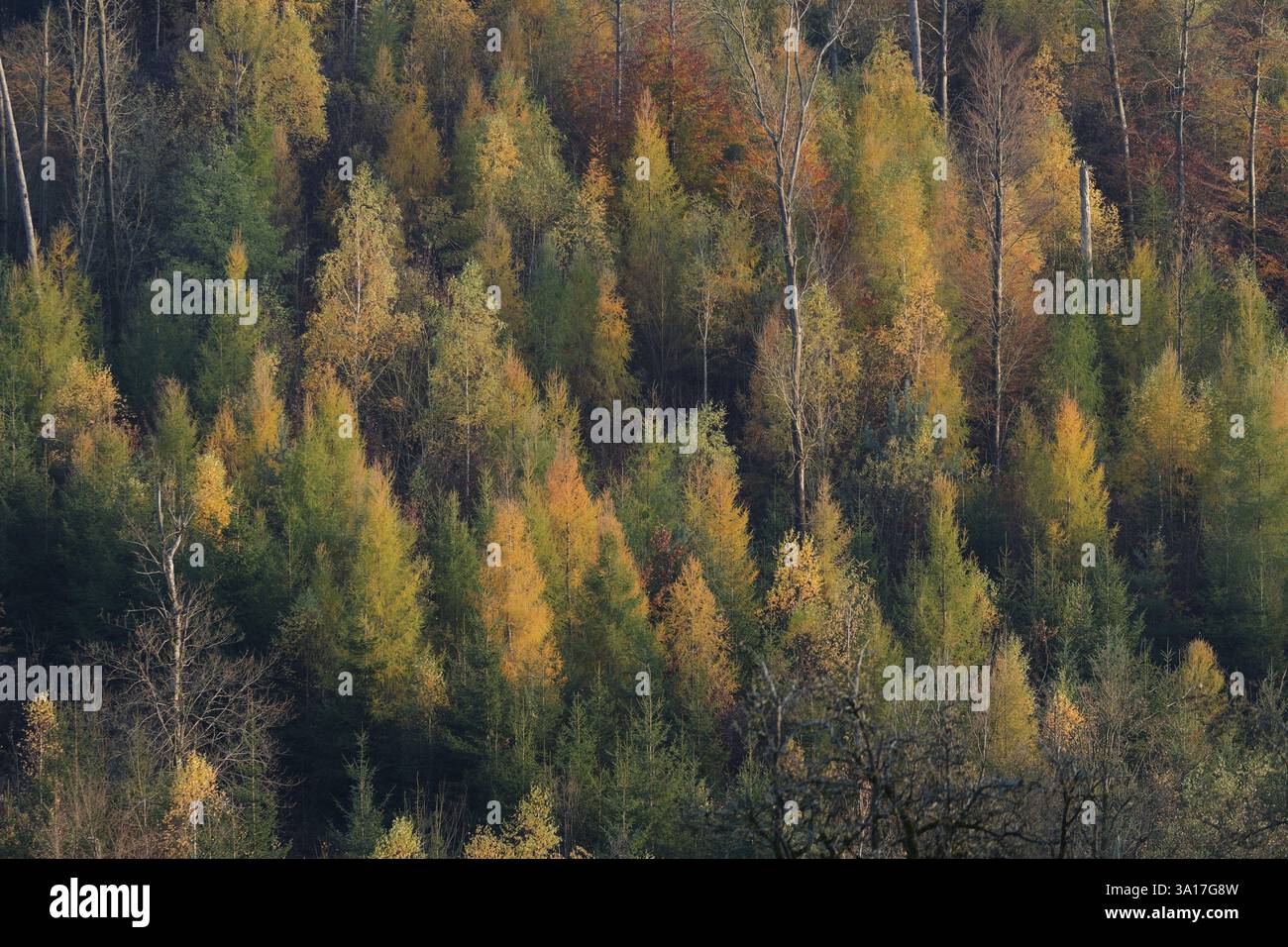 Ottobre d'oro nella foresta di Lemberg, Hall Forest, Swabian-Franconian Forest Nature Park, Schwaebisch Hall, Michelfeld, Germania, Europa Foto Stock