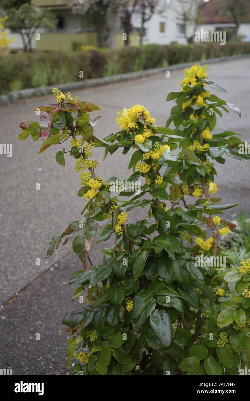 Mahonia comune (Mahonia aquifolium), strada, sentiero, lato strada, lato strada, primavera, primavera, fiore, fioritura, giallo, pianta ornamentale, Schwaebisch Hall, GE Foto Stock