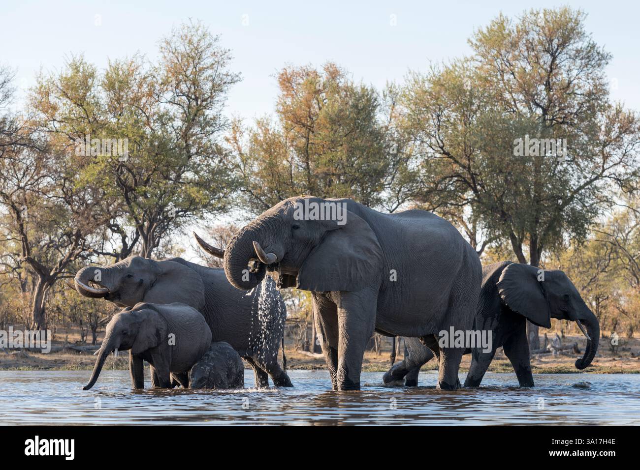 Elefanti africani, riserva di caccia di Moremi, Delta dell'Okavango, Botswana Foto Stock