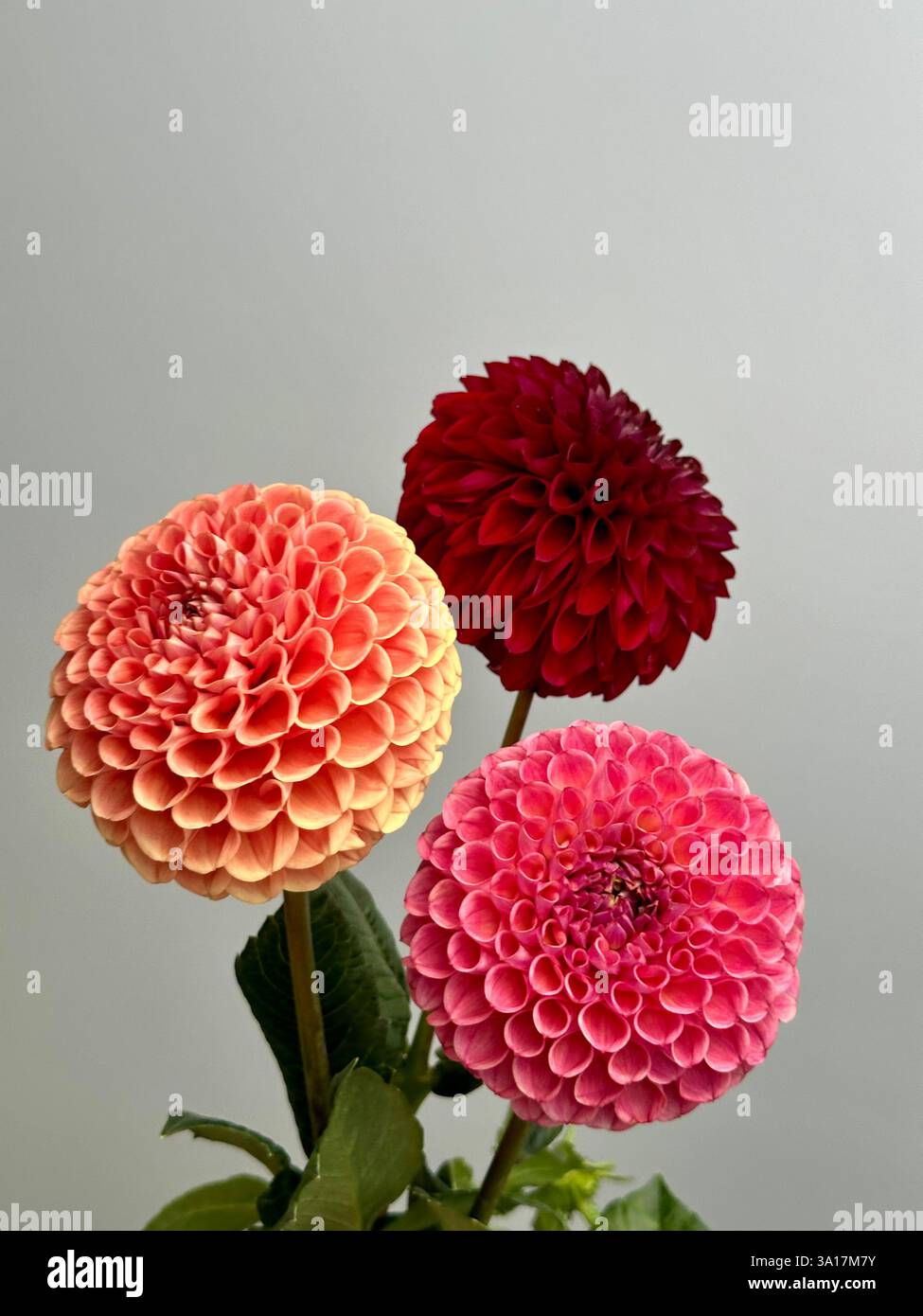 Fiori freschi di dahlia - Immagine stock catturata con smartphone