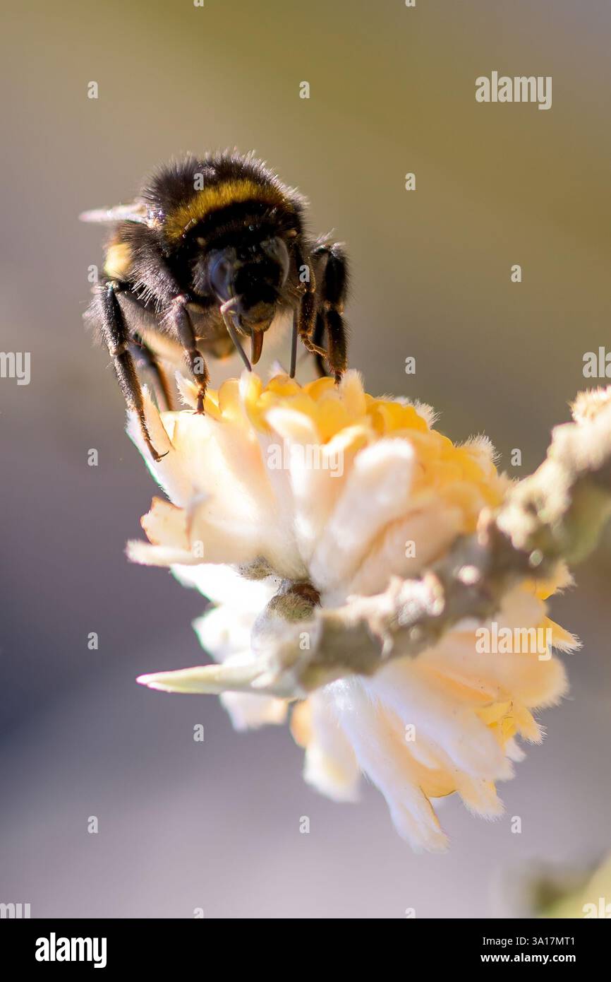Primo piano di un Bumblebee che impollina su un Edgewothis in fiore, con i suoi delicati fiori bianchi e gialli Foto Stock
