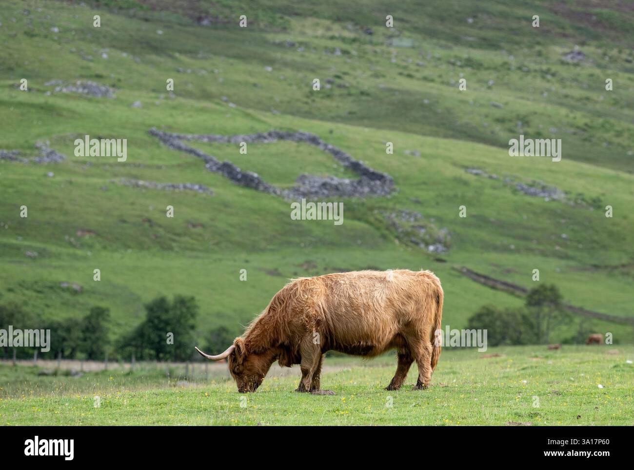 Mucca delle Highland che pascolano in un pascolo grezzo vicino a Kinloch Rannoch nelle Highlands scozzesi. Scozia, Regno Unito. Foto Stock