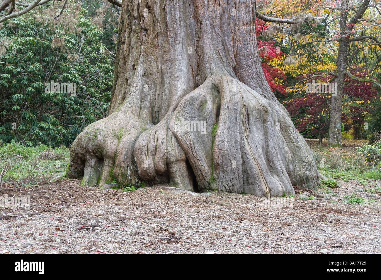 Sequoia gigante. Wellingtonia. In inglese Parkland, Sussex, Inghilterra. Foto Stock