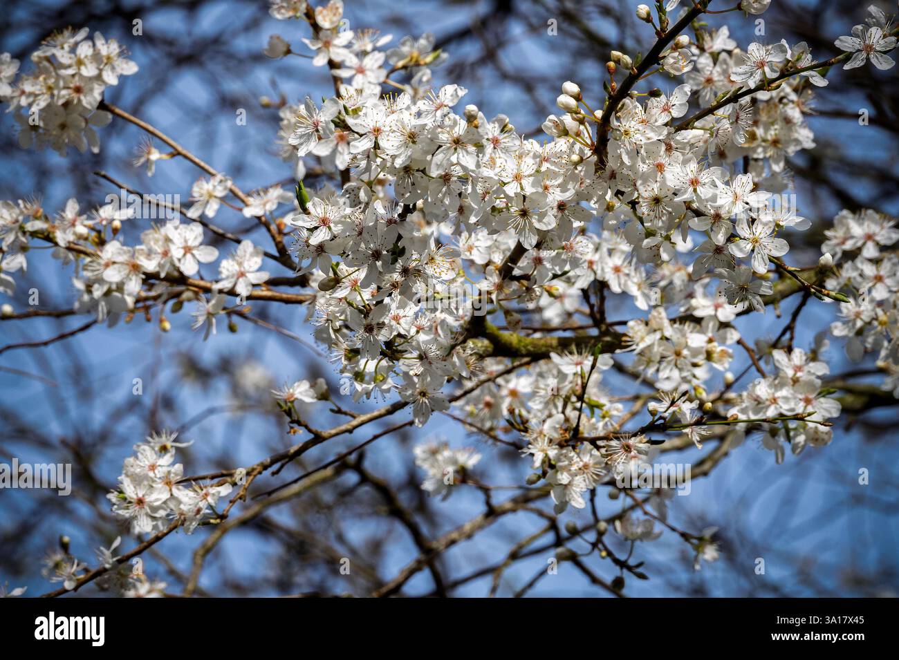 La molla dell'albero di Amelanchier fiorisce. Foto Stock