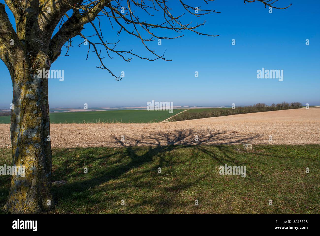Paesaggio rurale con campi e un albero Foto Stock
