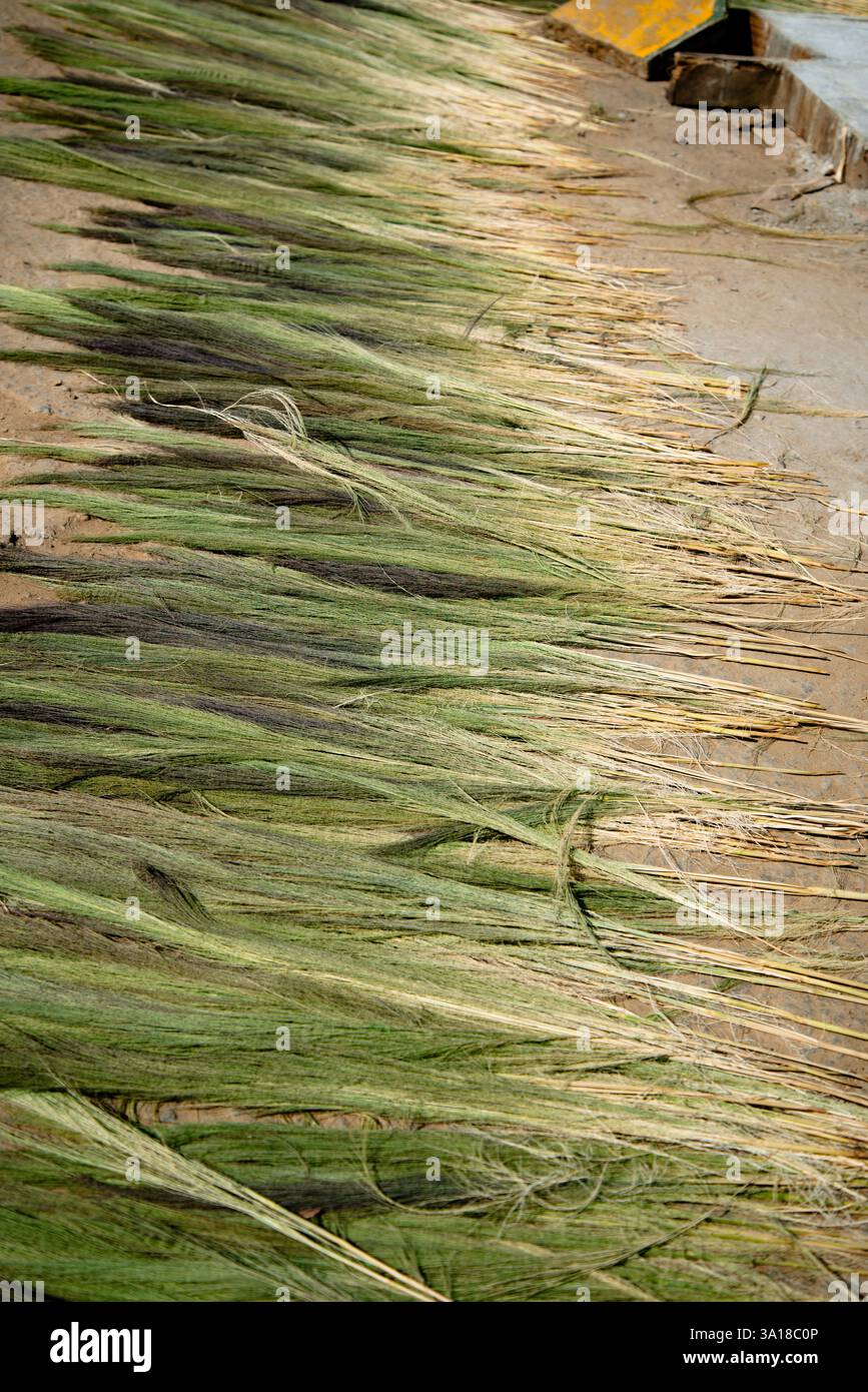 I tradizionali bastoncini di scopa Mizo sono fatti di erba alta Foto Stock