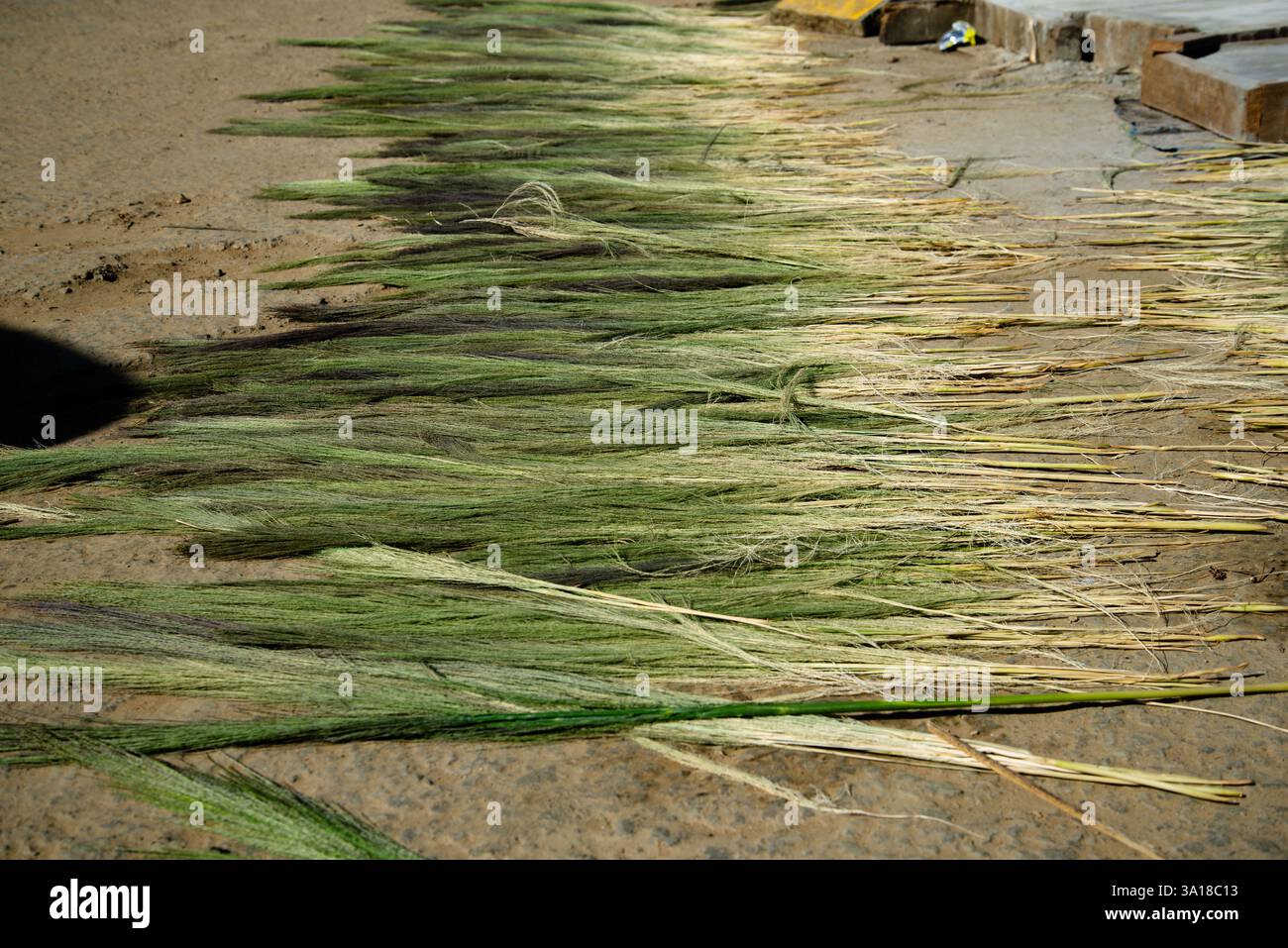 Bastoncini di scopa tradizionali naturali lasciati asciugare al sole Foto Stock