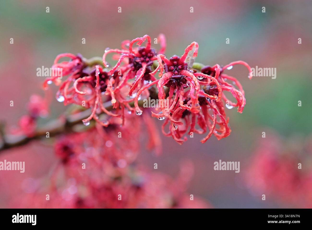 Hamamelis x intermedia «Rubin», amelia invernale in fiore. Foto Stock