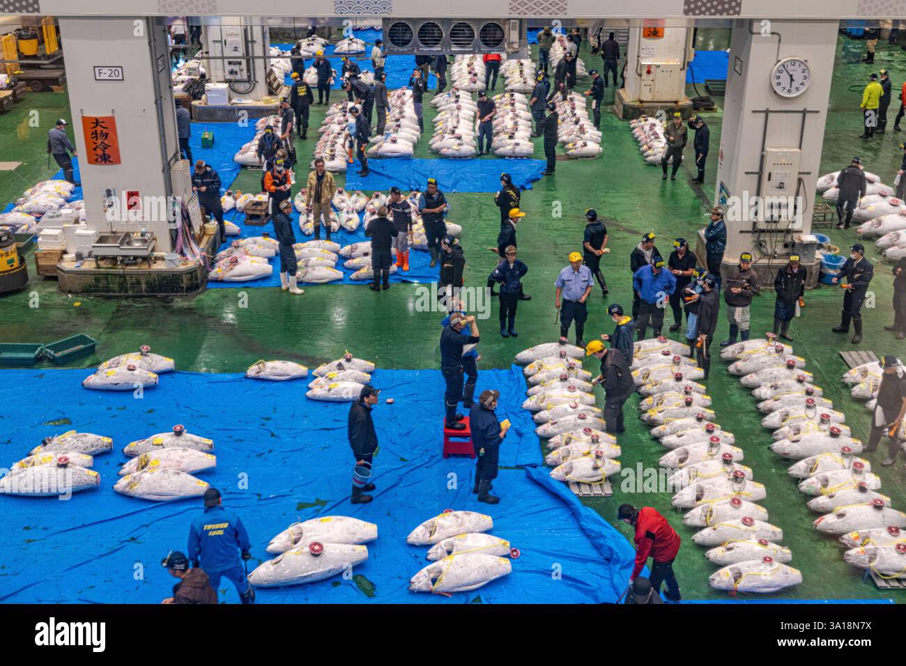 TOKYO, GIAPPONE - 7 LUGLIO 2024: L'asta del tonno al mercato di Toyosu. Il mercato ha rilevato l’attività all’ingrosso dal mercato di Tsukiji che invecchia. Foto Stock