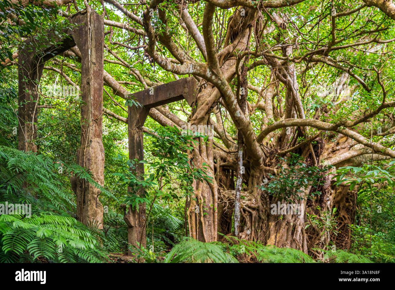 Rovine dell'impianto di estrazione del carbone di Utara sull'isola di Iriomote, Okinawa, Giappone, Foto Stock