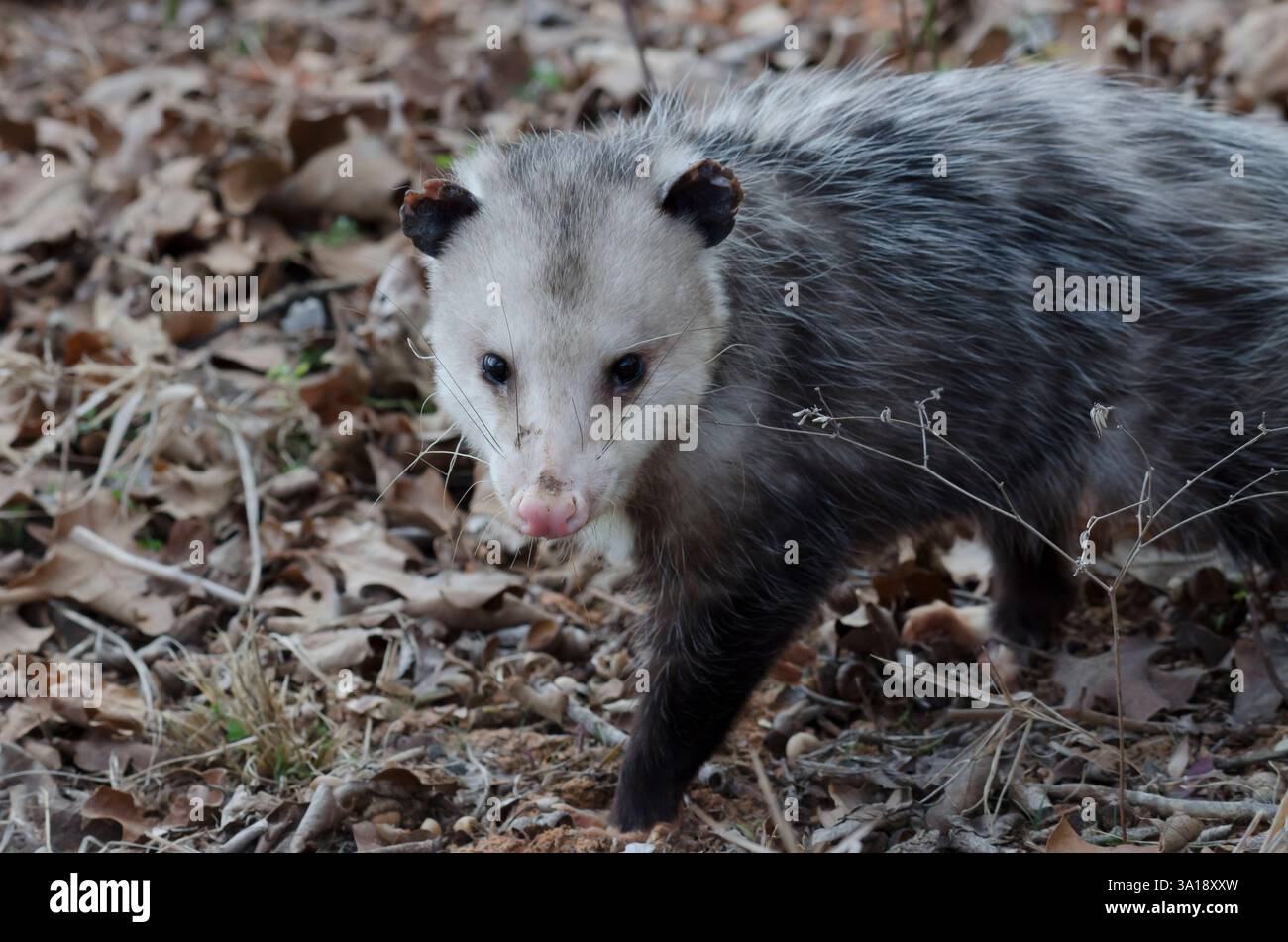Virginia opossum, Didelphis virginiana, camminando attraverso i boschi Foto Stock