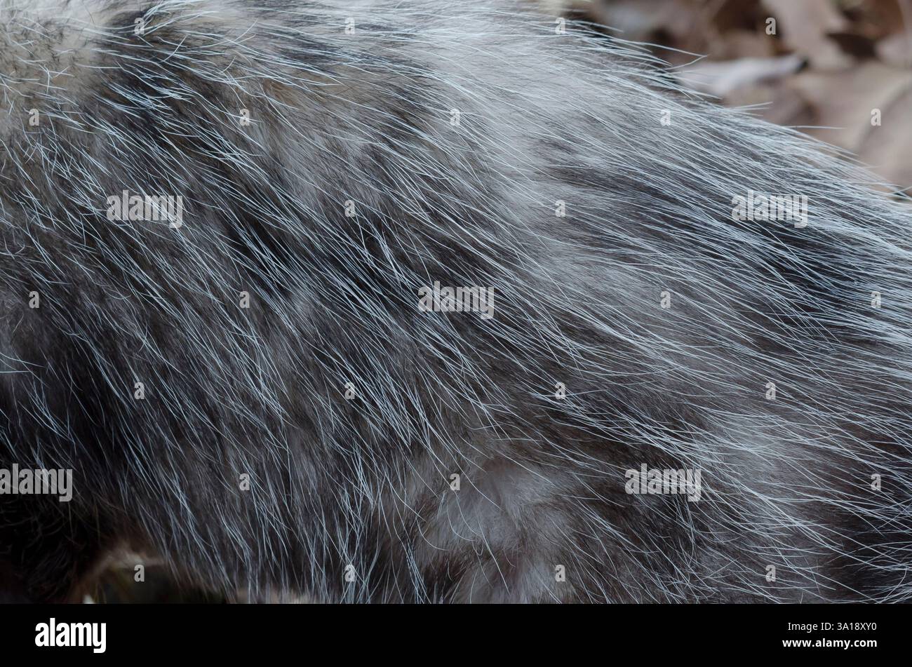 Virginia opossum, Didelphis virginiana, dettaglio pelliccia Foto Stock