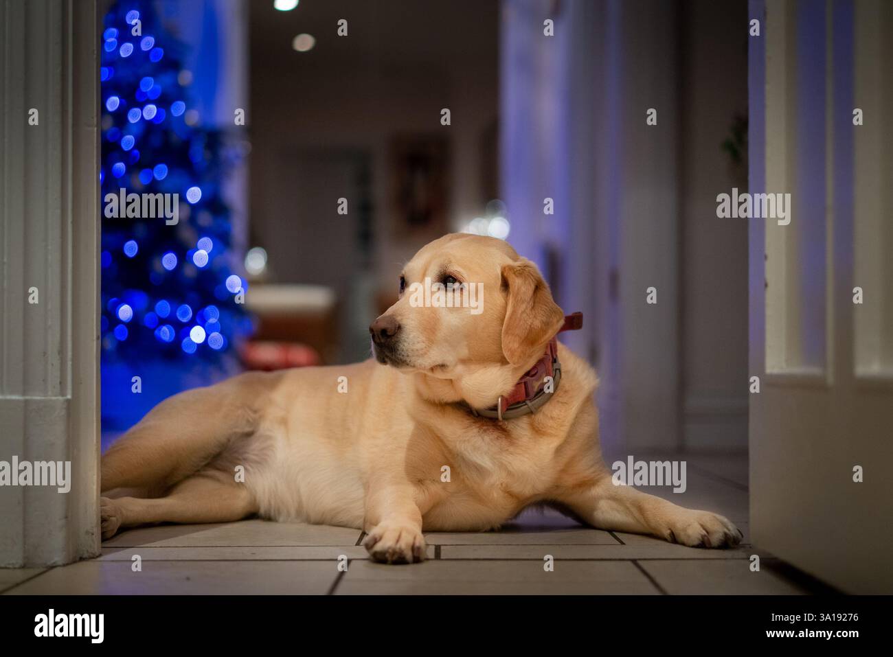 ritratto dell'elegante labrador giallo adagiato di fronte all'albero di natale illuminato in blu Foto Stock