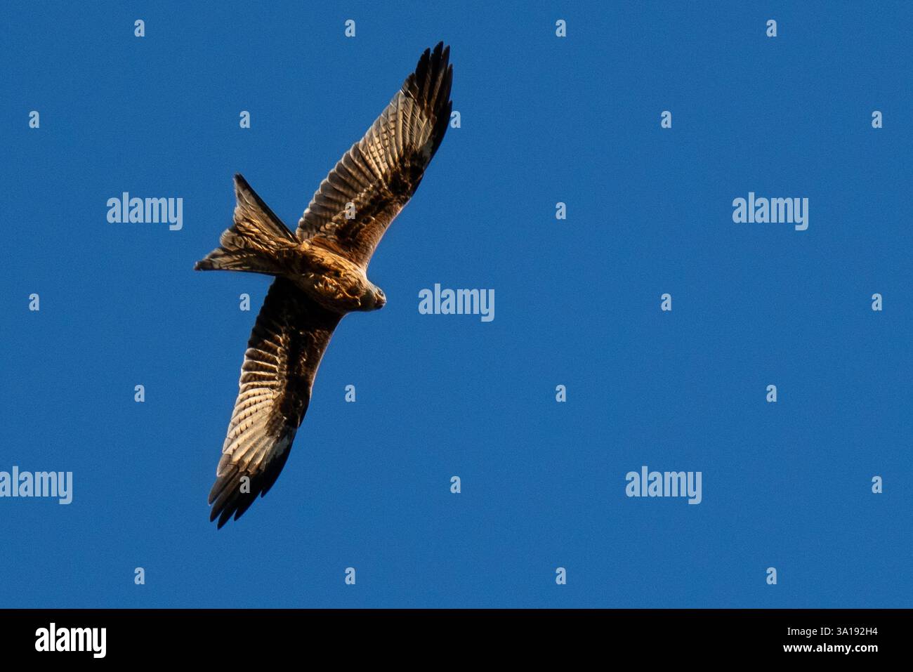 Aquilone rosso che vola a tutta velocità con il sole sotto le ali contro il cielo azzurro Foto Stock