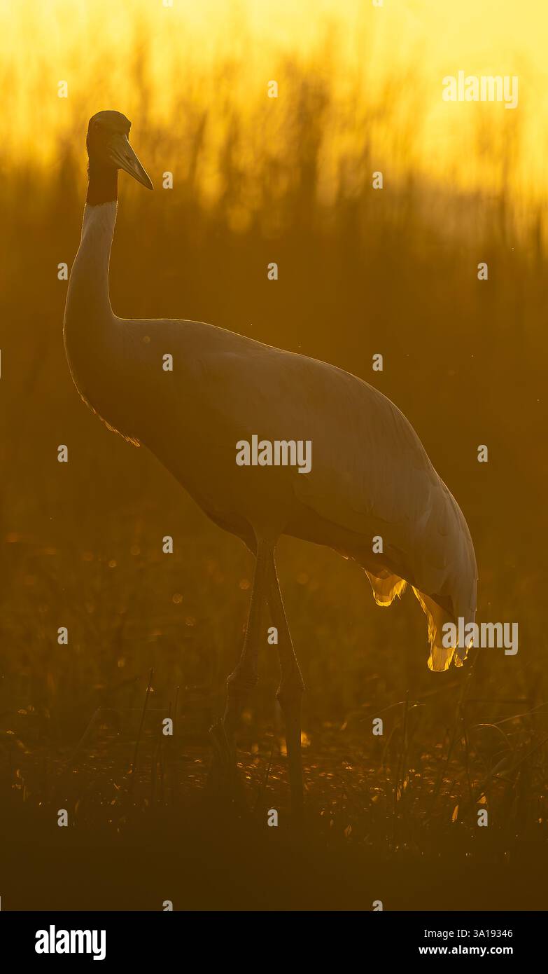 Gru Sarus in un'ora d'oro Foto Stock