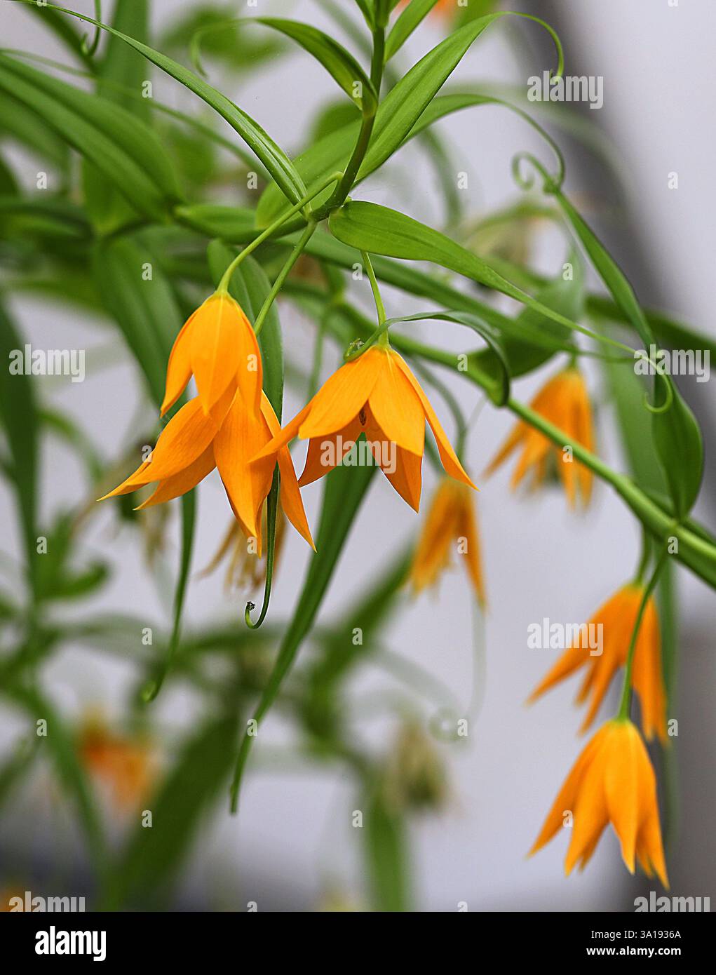 Arrampicata Bellflower, Gloriosa modesta, Colchicaceae. SIS. Littonia modesta. Africa meridionale. Gloriosa modesta è originaria del Sudafrica. Foto Stock