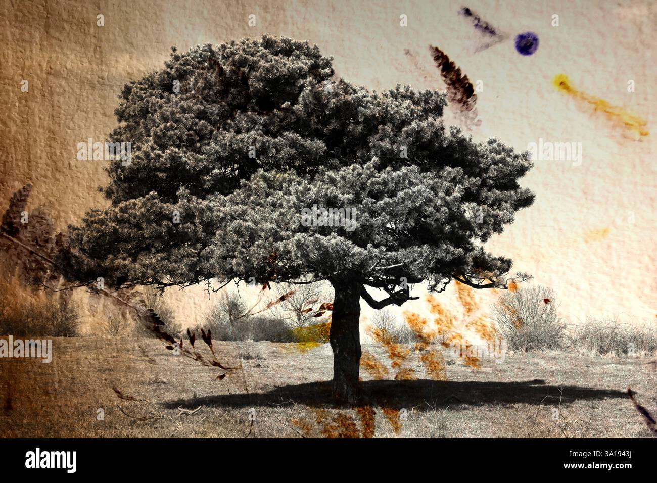Un albero solitario viene catturato in bianco e nero contro un campo erboso, illuminato dalla calda luce del sole che tramonta. Foto Stock