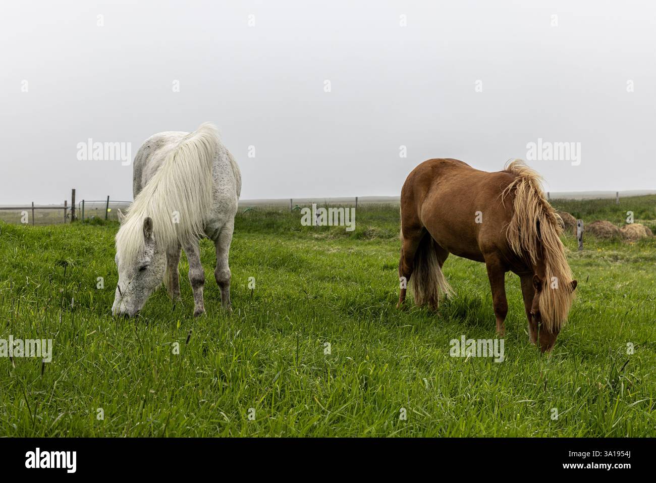 Cavalli islandesi che pascolano sul pascolo verde in islanda il giorno nebbioso Foto Stock