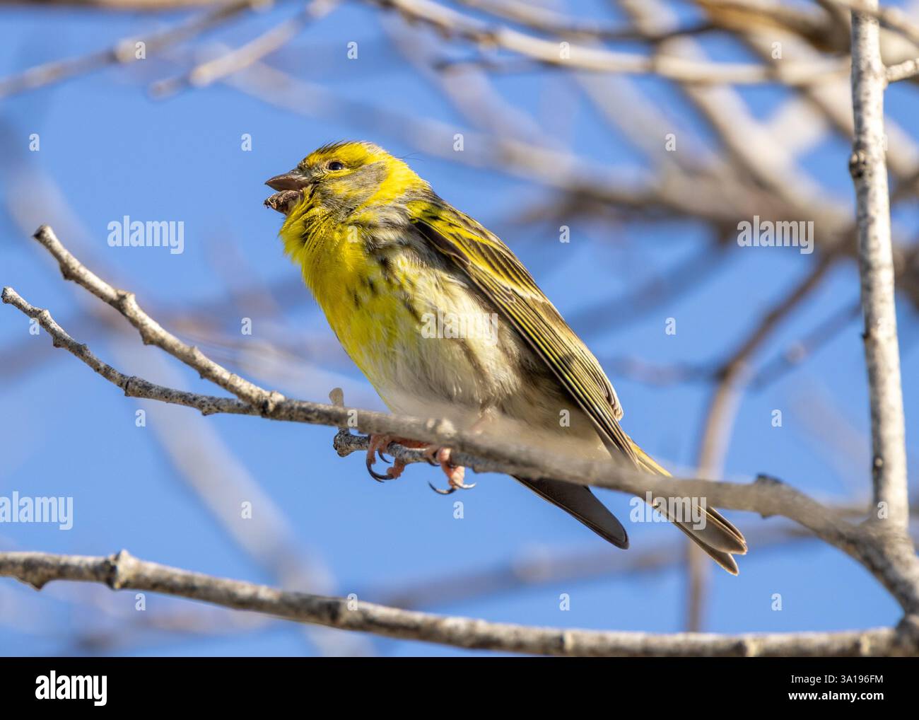 Il Serin europeo si nutre di semi e insetti. Questo vivace finch giallo è stato fotografato a Lisbona, in Portogallo. Foto Stock