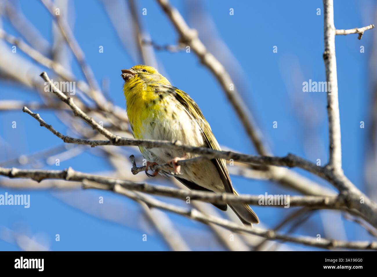 Il Serin europeo si nutre di semi e insetti. Questo vivace finch giallo è stato fotografato a Lisbona, in Portogallo. Foto Stock