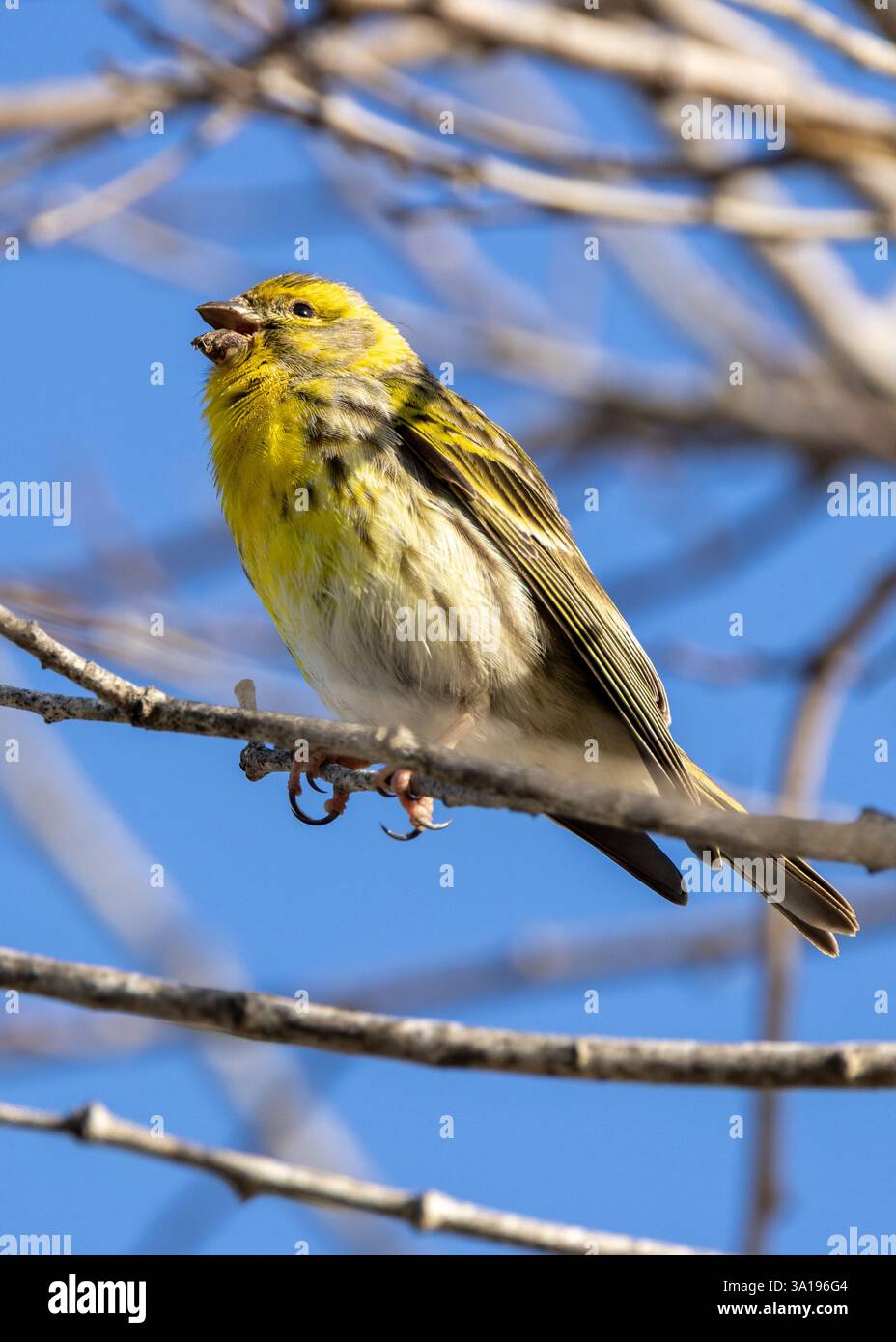 Il Serin europeo si nutre di semi e insetti. Questo vivace finch giallo è stato fotografato a Lisbona, in Portogallo. Foto Stock