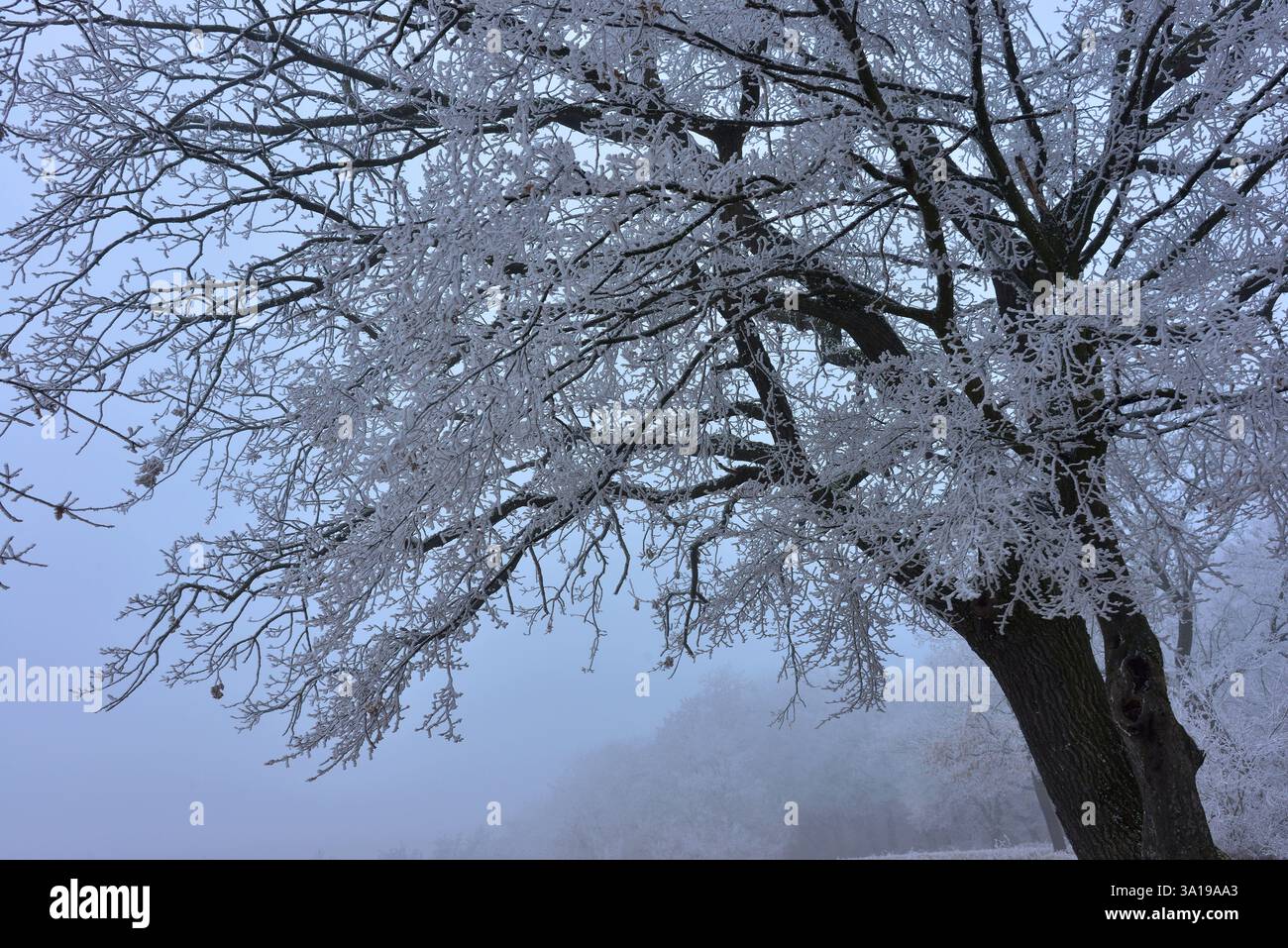 Albero bianco sul ghiaccio di rime in una giornata fredda sulle colline dei Carpazi Foto Stock