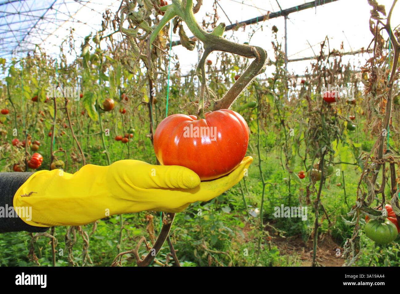 Un agricoltore che indossa guanti gialli tiene un pomodoro maturo ancora attaccato alla vite in una serra. Lo sfondo mostra piante appassite e verdi. Foto Stock