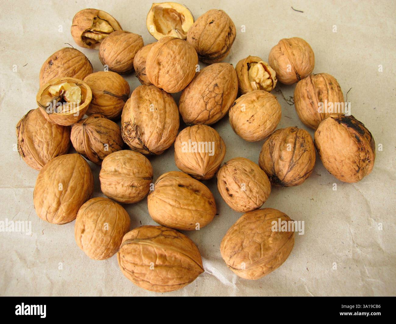 Le noci di diverse dimensioni, provenienti da alberi diversi, si stendono sulla carta per asciugarsi Foto Stock