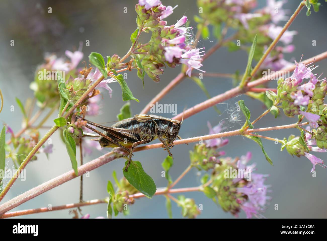 Cavalletta bruna ( Pholidoptera griseoaptera ) su una pianta fiorita Foto Stock